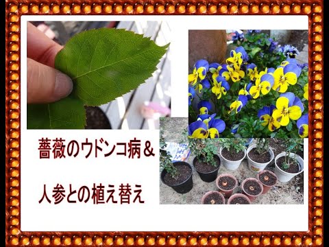 薔薇のウドンコ病と人参との植え替え 2年前の話 Youtube