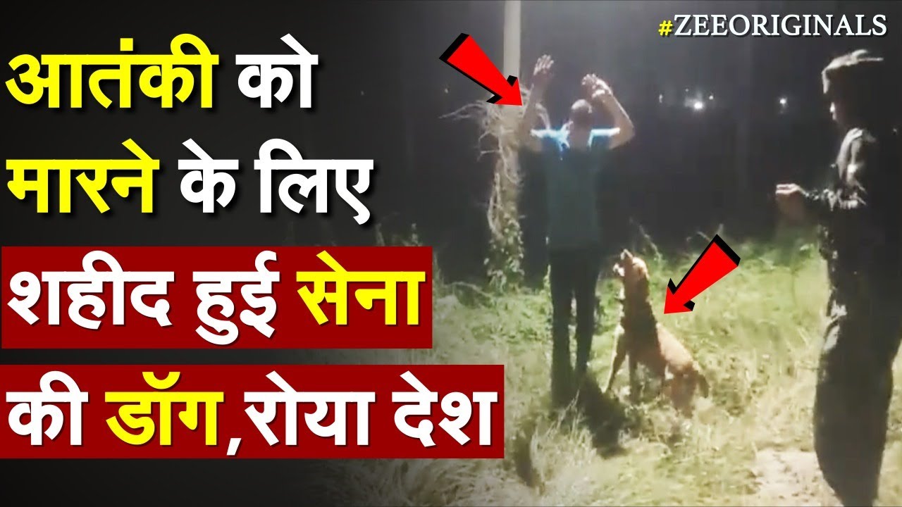 रुला देंगी तस्वीरें, आतंकी को मारने के लिए शहीद हुई सेना की डॉग |Kent Indian Army Dog News| Rajouri