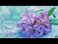 SUMMER CANDLES ー 杏里 / ANRI《歌詞付き》