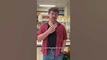 Zebra Fish Research at Temple University