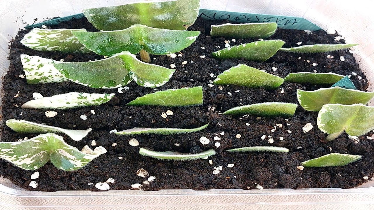 KESEREK MENEKŞE NASIL DİKİLİR / MENEKŞE DİKİMİ VE ÇOĞALTILMASI / MENEKŞE YAPRAK DİKİMİ NASIL YAPILIR