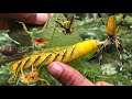 Surprising discoveryi found rare giant yellow caterpillars and beautyful orb weaver spider