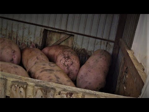 Свиньи в 5 месяцев 135кг, Без химии и добавок, как делаю гровер корм , корм для генетики