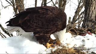 Decorah North ~DNF is eating rabbit that were hidden  in snow~2021\/02\/22