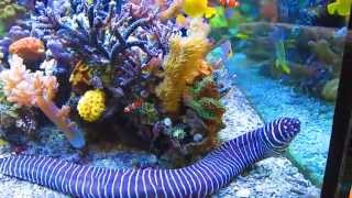 Dormero June 2013 Hotel Reef Aquarium kyranyca