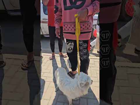 اسعار كلاب في موصل سوق كوكجلي العراق جاسم تيفي سوق الجمعة اكسبلور فولو حيوانات موصل