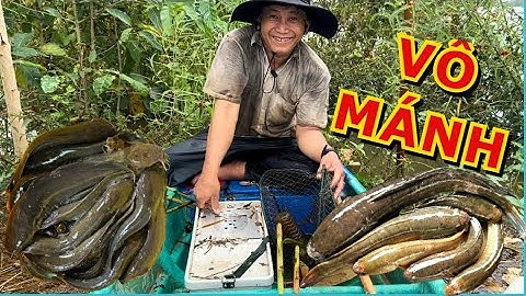 Tập Đặt Biệt | Đặt lờ vô mánh ổ cá lóc cá trê mùa nước nổi đồng tháp #batcadong #fishing #mientay 
