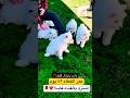 الكلاب مبتعضش متخافش    