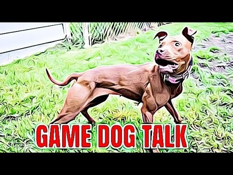 GAME DOG TALK EPISODE 72: SHARING KEEPS ?