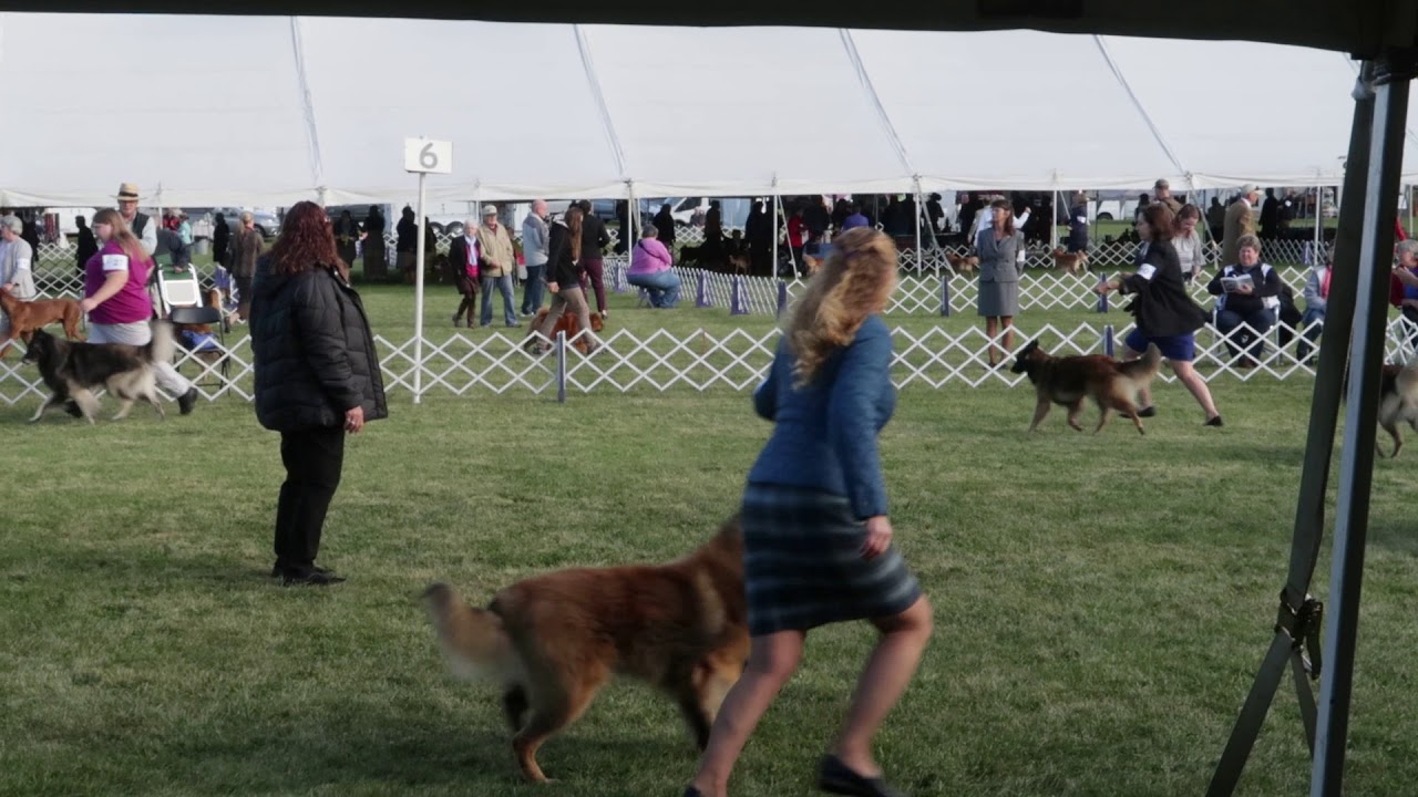 BOB line up Wine Country Dog Show Day Two YouTube