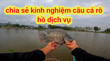 chia sẻ kinh nghiệm câu cá rô phi hồ dịch vụ. cắt móm cho cả hồ