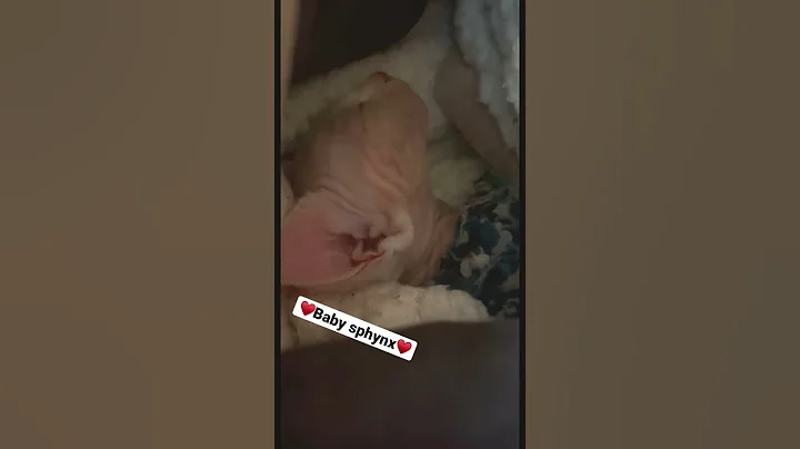 Video 2949231: cutest sphynx kittens