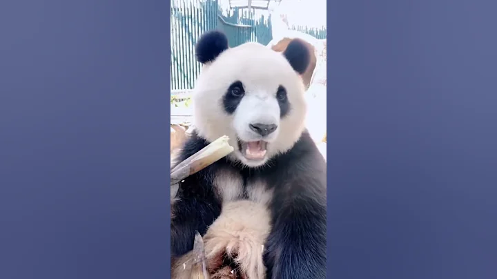 大熊猫吃竹笋的时候听到声音突然间停下来的样子萌翻众人😍 Giant Panda: What is this sound? | Adorable Panda - 天天要闻