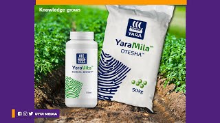 IJUE MBOLEA YARA MILA OTESHA YENYE VIRUTUBISHO 6 VYENYE LISHE KAMILI NA LINGANIFU KWENYE MMEA