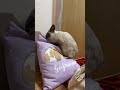 クッションほりほりウサギ