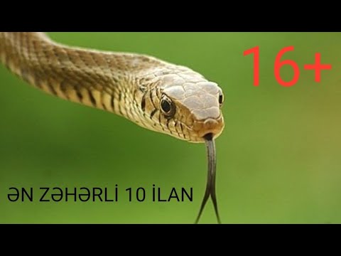 Video: Ən Zəhərli Ilanlar