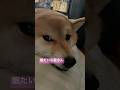#柴犬 #柴犬のいる暮らし #cute #shibainu #癒し #かわいい犬 #dog #dogsofinstagram #dogshorts #しばいぬ #心亜