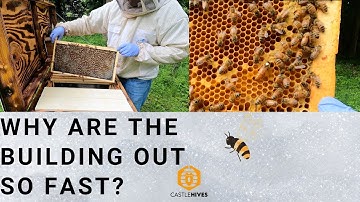 #beekeeping Horizontal Hive Inspection - 4K