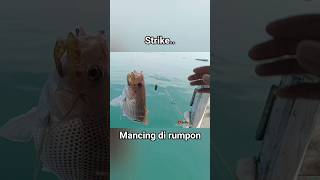 Mancing Di Rumpon Ikan Jenaha Fishing Videos