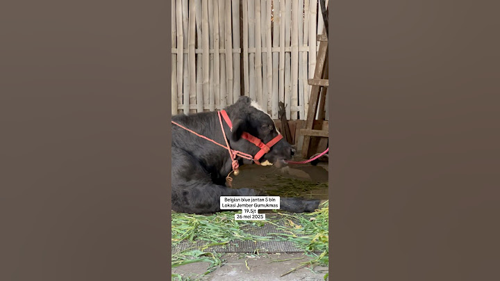 SAPI BELGIAN BLUE #sapibelgianblue #sapi