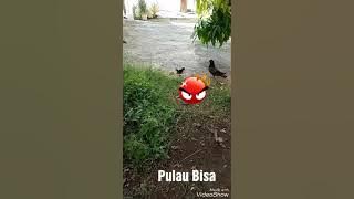 Anak ayam kate VS 9 ekor burung dara