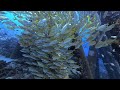 Coral Reef Conservation and Restoration
