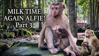 EP03:Alfie hungry Milk: A Happy Reunion! Mommy Amanda Lets Baby Alfie Nurse Again! 💕#viral #animals 