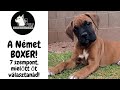 Mielőtt kutyát vennél - a Német Boxer! 7 szempont, amit gondolj végig! DogCast TV