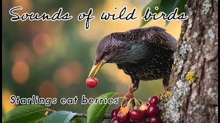 Relaxing Nature Sounds: Starlings Eating Cherries with Birdsong for Stress Relief and Sleep