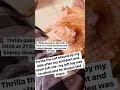 #catsofyoutube  #cat #fyp