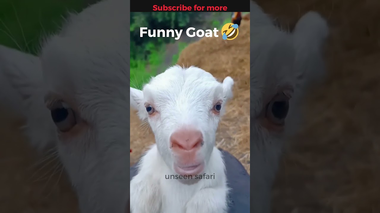 Cute goat funny video 😂😂#goat #shorts #youtube #cute #reels #funny #viral #baby #bakri #funnyvideo