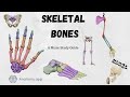 Skeletal Bones 2024 - Study Songz - Memorize those bones!