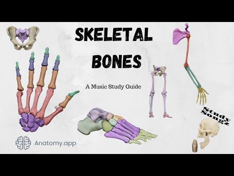 Skeletal Bones 2024 - Study Songz - Memorize those bones!