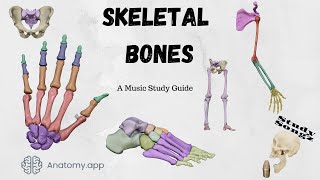 Skeletal Bones 2024 - Study Songz - Memorize those bones!