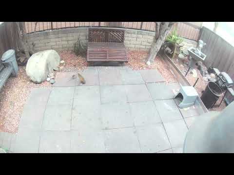 SQUIRREL VS. RAT!!!!!