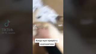 Прикол С Собакой