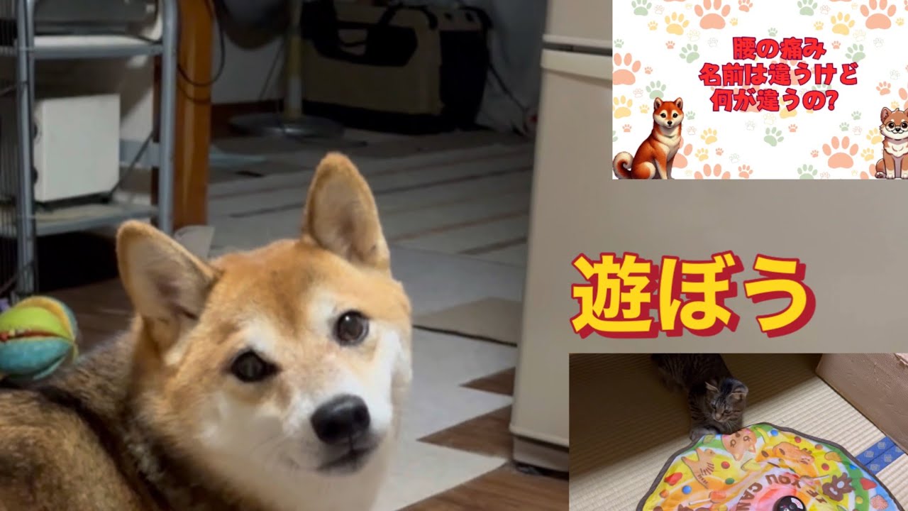 美柚の不思議な行動と茶々丸との遊びの違い。健康プチ雑学「腰痛の呼び名の違い」