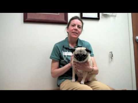 West Hills Animal Hospital