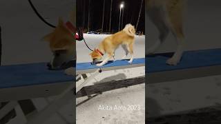 Akita Inu Agility Training