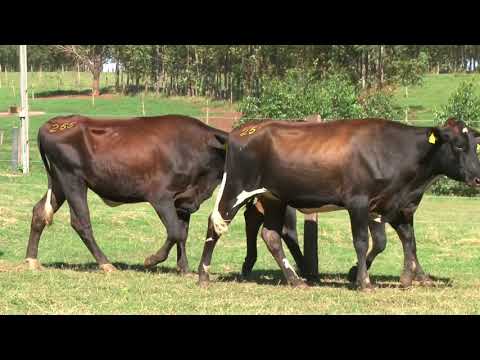 LOTE 255   LEILÃO 20 ANOS SANTA LUZIA   DIA 25 DE ABRIL, 10 HORAS   REMATEWEB PLUS