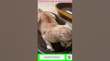 Funny Cats Catnip Cats Reaction Videos | Cat Toys | Funny Animals | #shorts