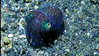 Bobtail Squid Buries Itself In The Sand