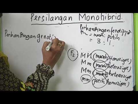 Persilangan Monohibrid & Dihibrid - Video Pembelajaran IPA Kelas 9