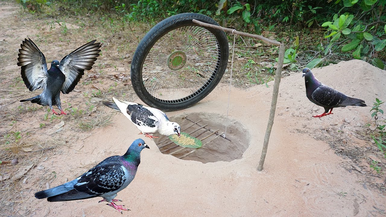 Build Underground Bird Trap Using Fan Guard,Old Motorcycle,Deep Hole