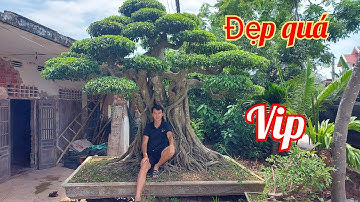 Tác phẩm này Đẹp Quá các bác ạ, Bán đi ai cũng tiếc - Nhà vườn Phong Sơn 0918484837