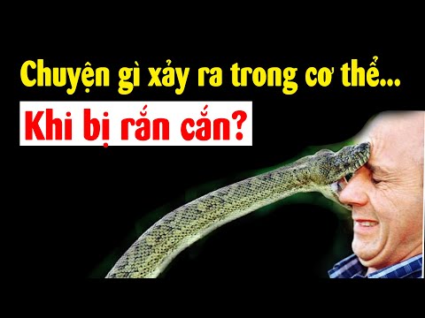 Video: Mô tả, hình ảnh và sự thật thú vị về sự tồn tại của một loài rắn độc