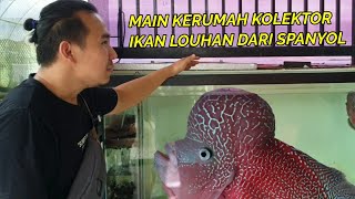 MAIN KERUMAH KOLEKTOR IKAN LOUHAN DARI SPANYOL