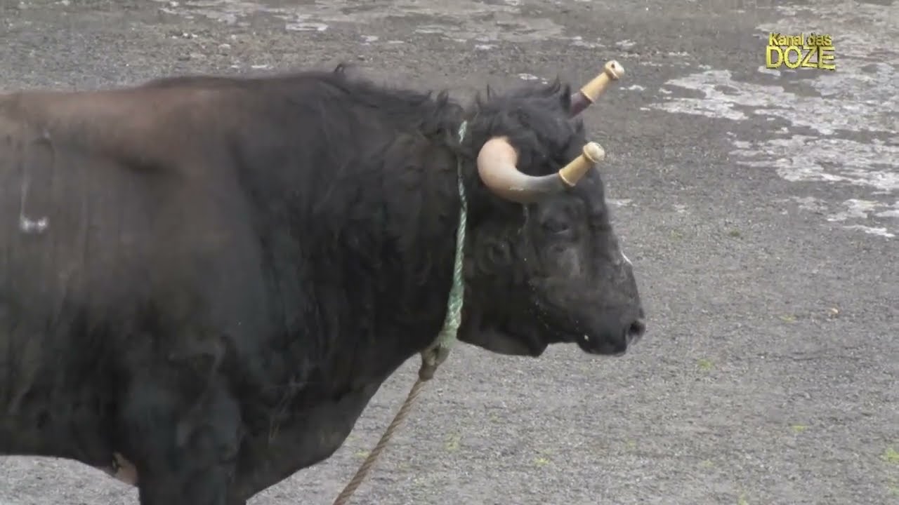 Tourada Fonte da Ribeirinha ganadero JG 01 05 2017
