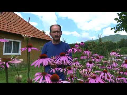 Video: Floarea de echinacea: cultivare, proprietăți medicinale și caracteristici
