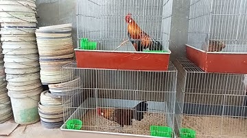 gà rừng gà tơ gà mã máy gáy ngắt ực .. mưa rừng vlog